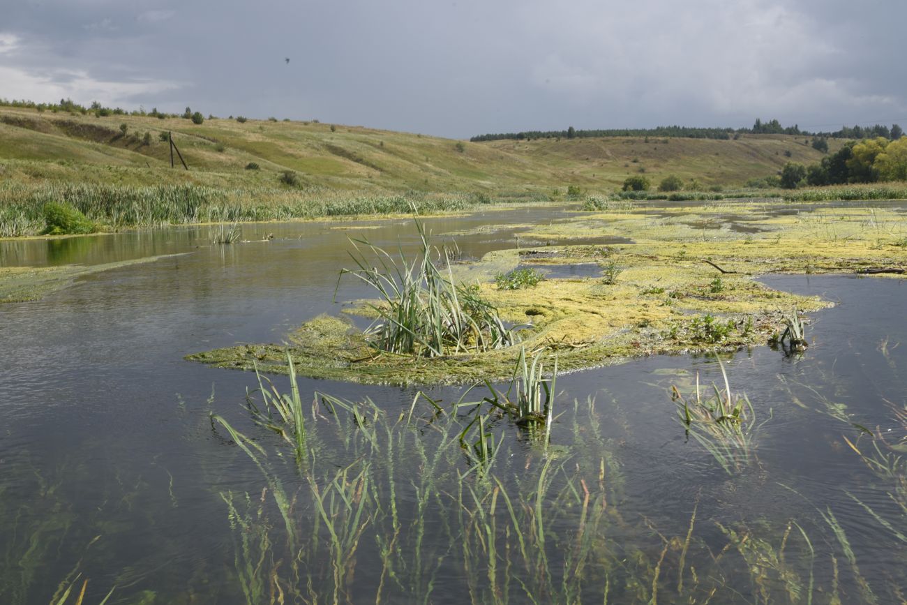 Окрестности села Хитрово, image of landscape/habitat.