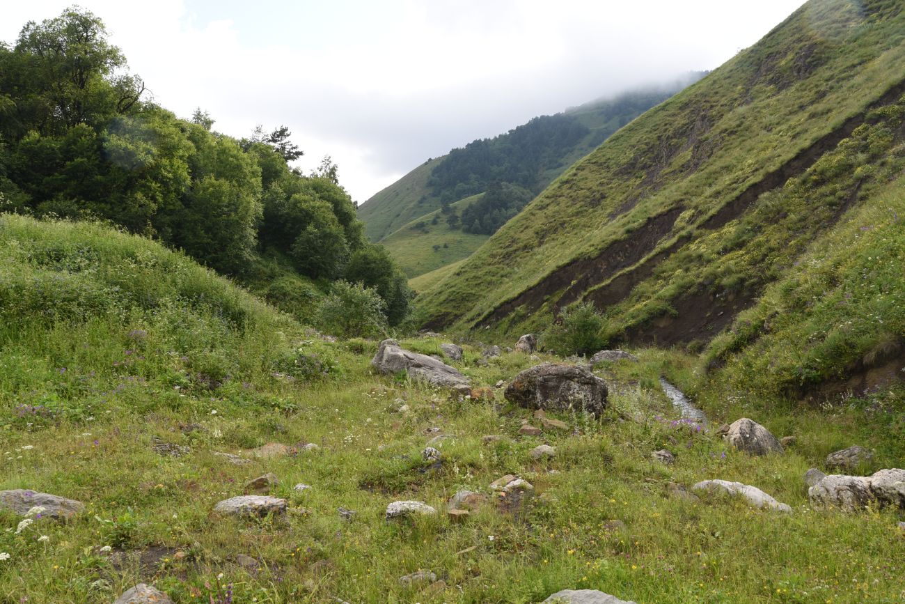 Урочище Кязи и окрестности, image of landscape/habitat.