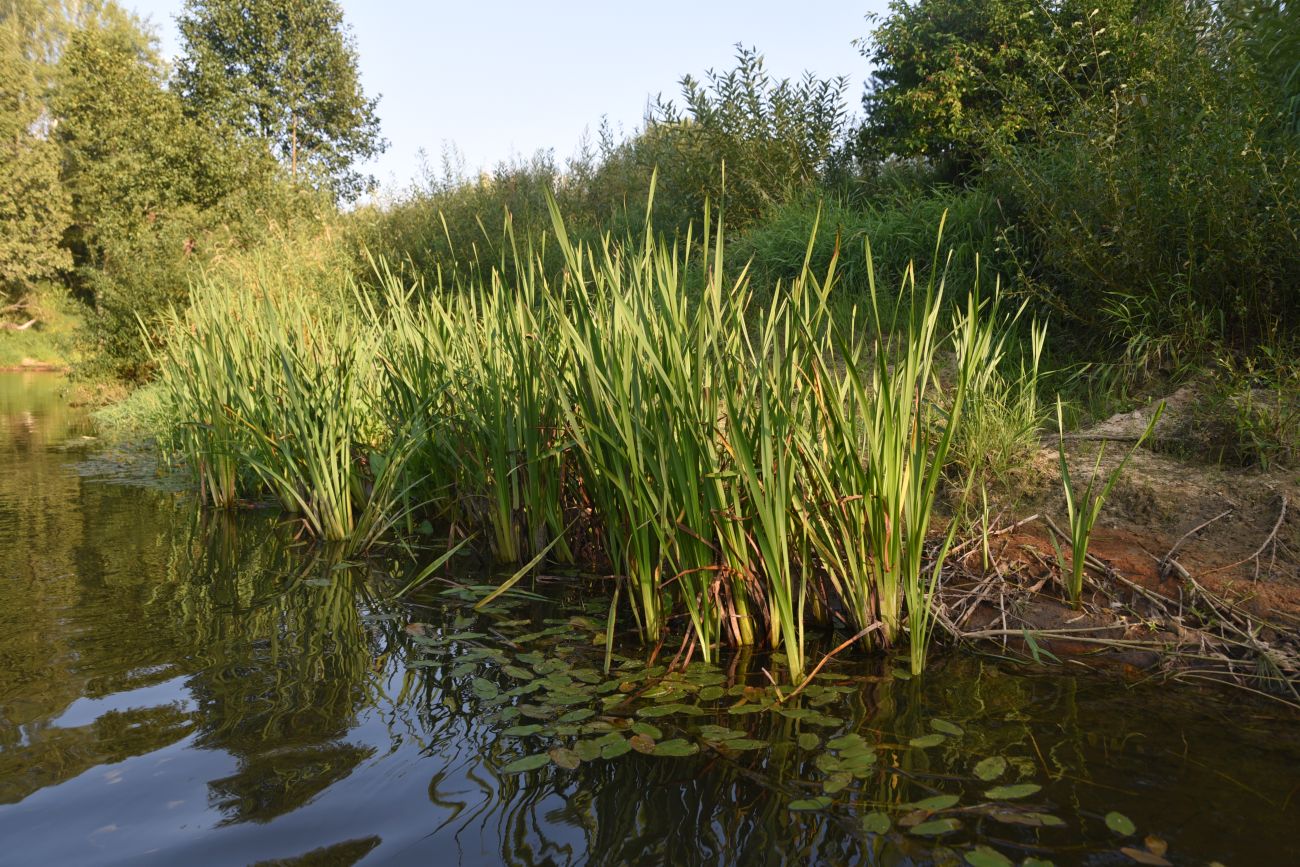 Горицы, image of landscape/habitat.