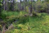Паньшинское болото, изображение ландшафта.