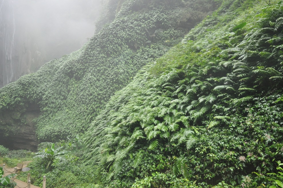 Ущелье Tonglin Gorge, image of landscape/habitat.