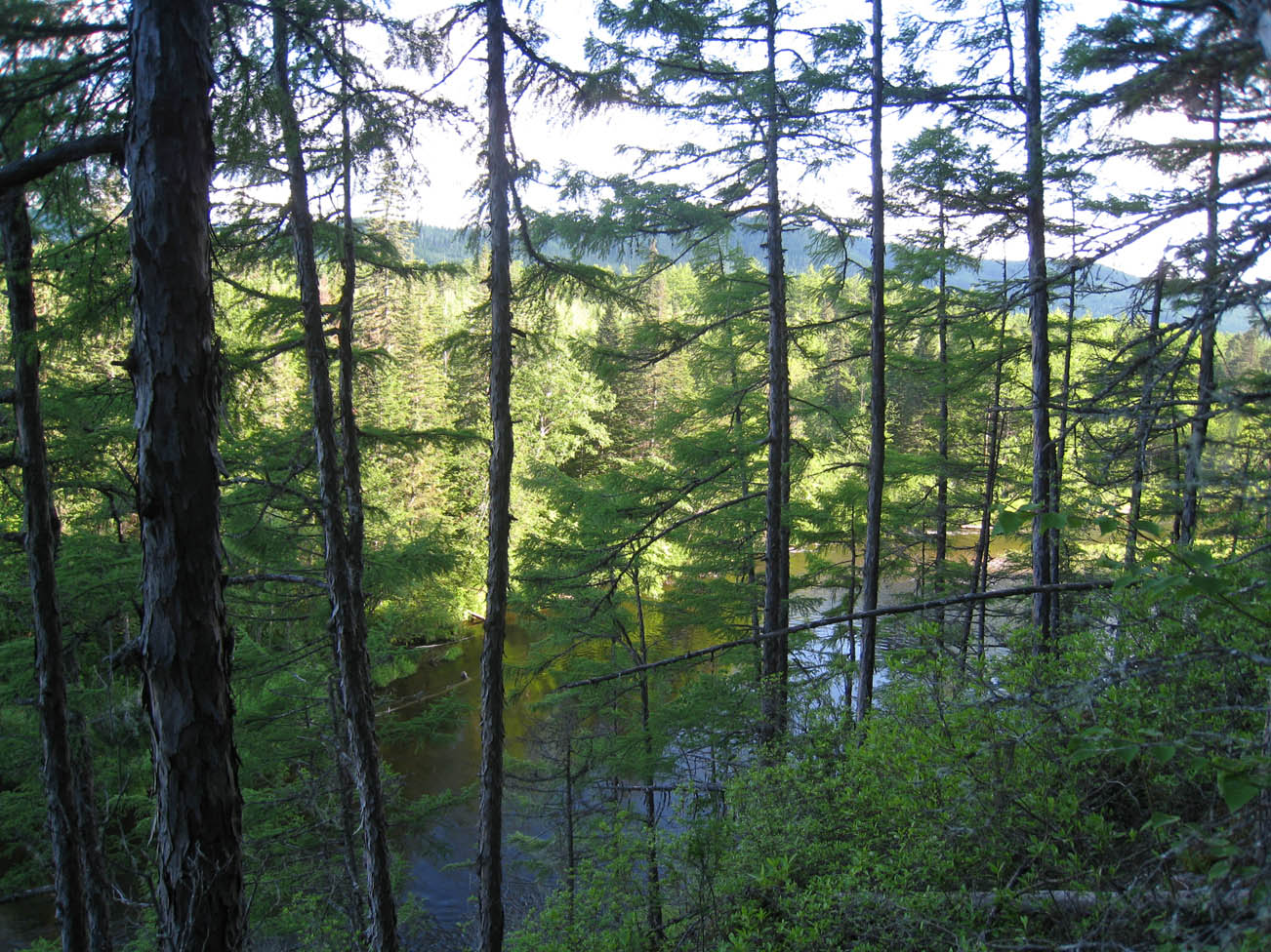 Река Гур (верховья), image of landscape/habitat.