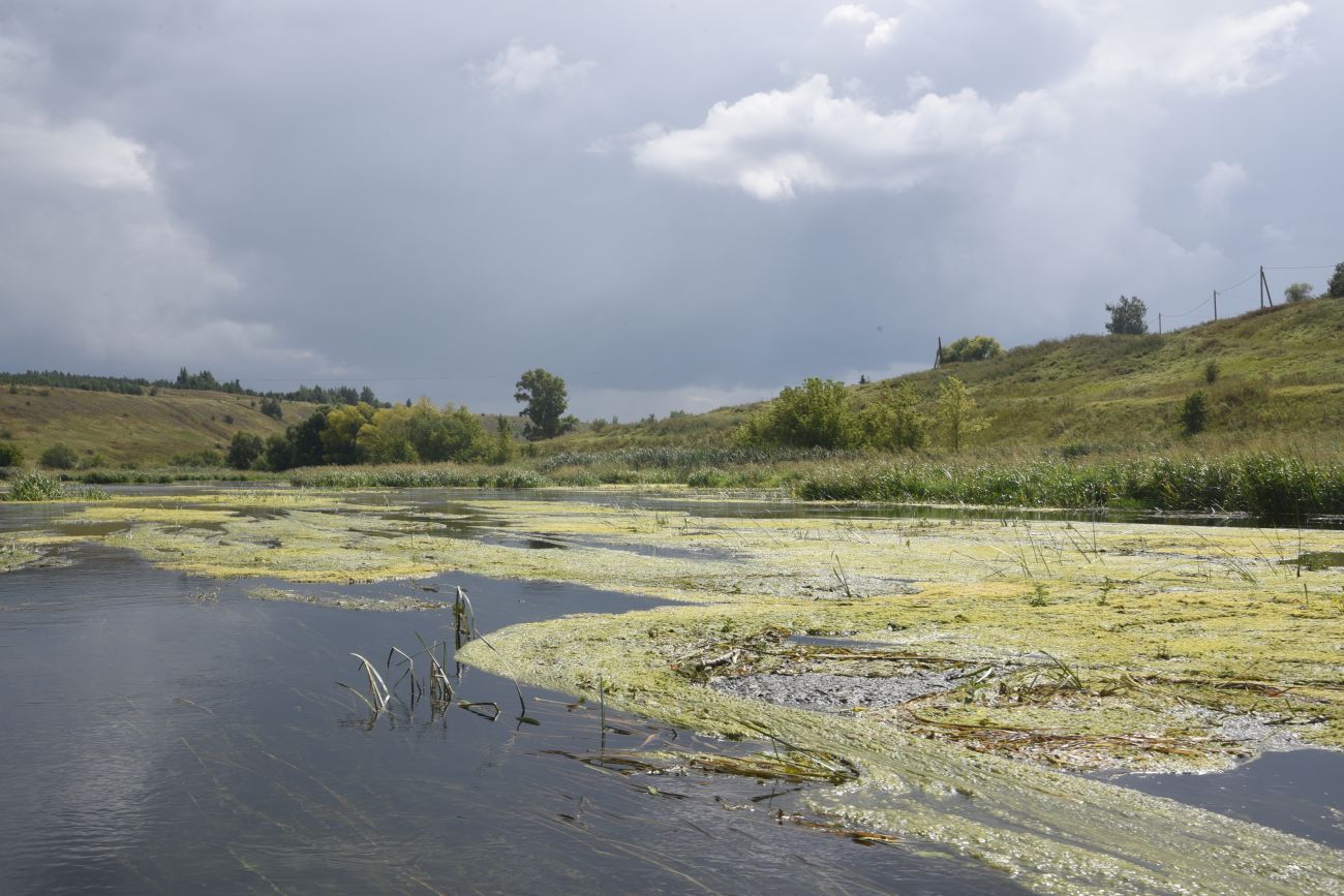 Окрестности села Хитрово, image of landscape/habitat.