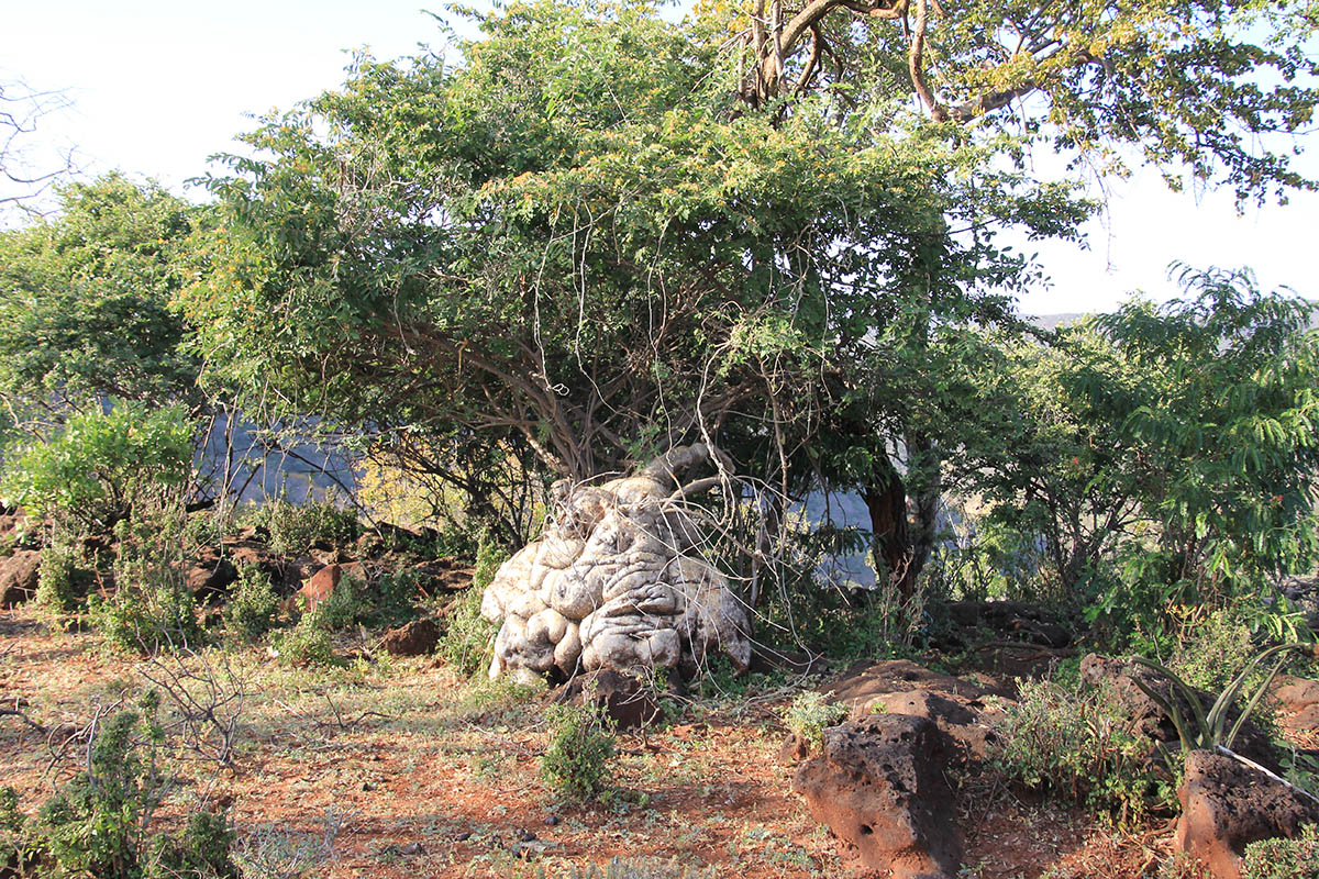 Соф-Омар, image of landscape/habitat.