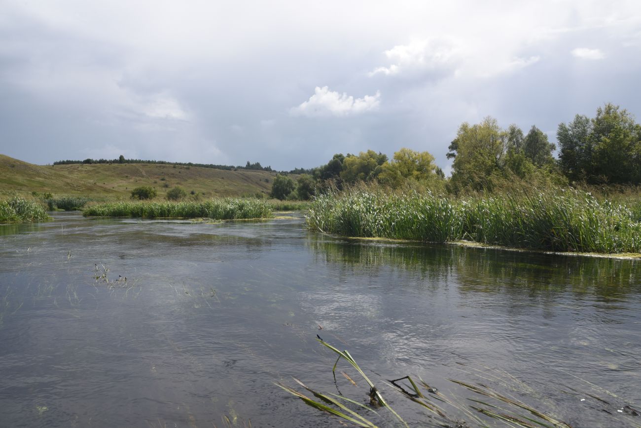 Окрестности села Хитрово, image of landscape/habitat.