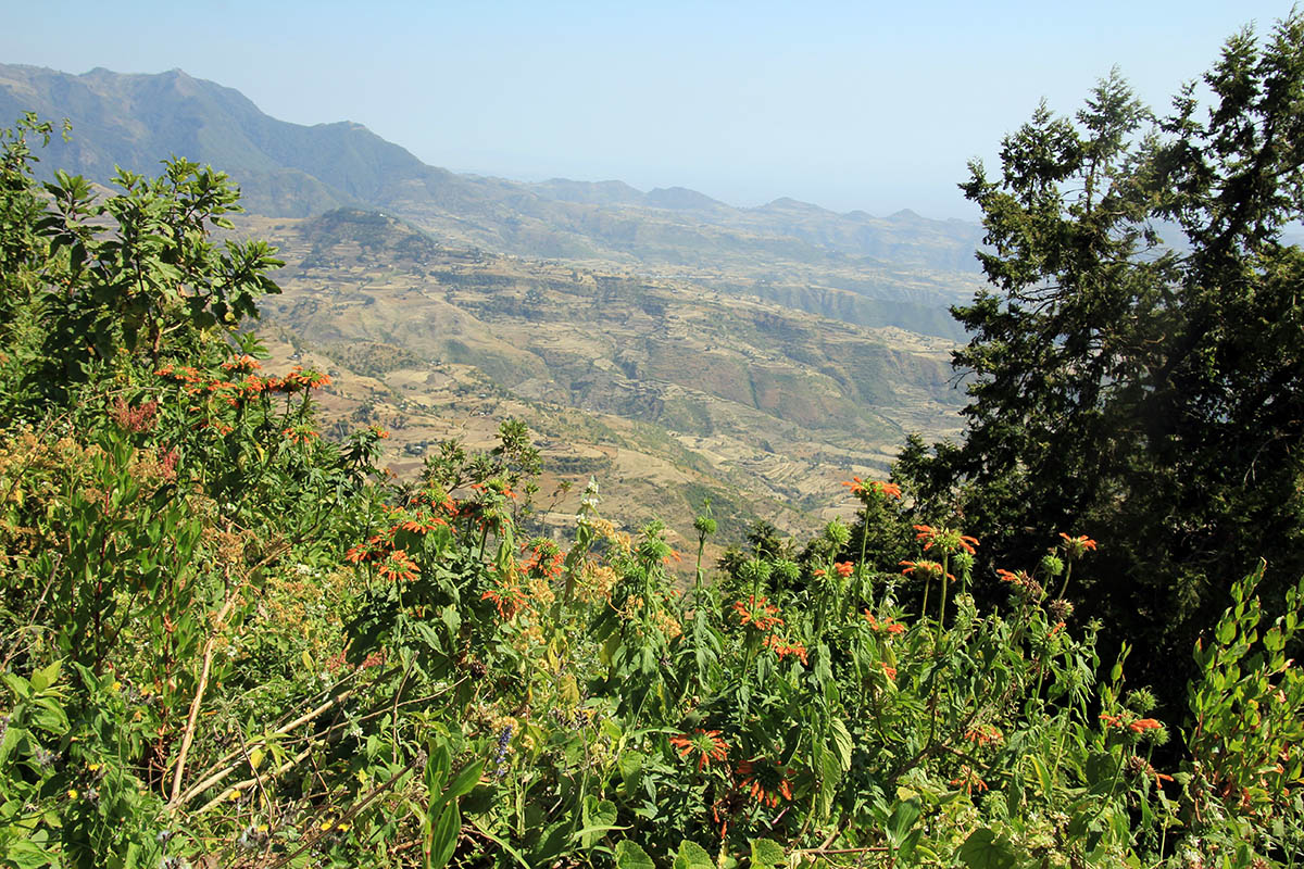 Анкобер, image of landscape/habitat.