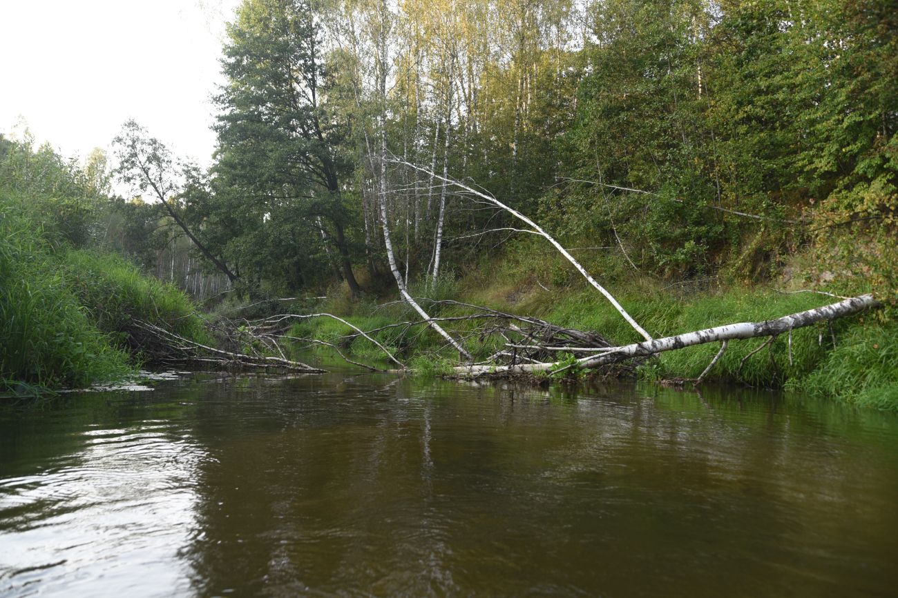 Устья ручья Дубровня, image of landscape/habitat.