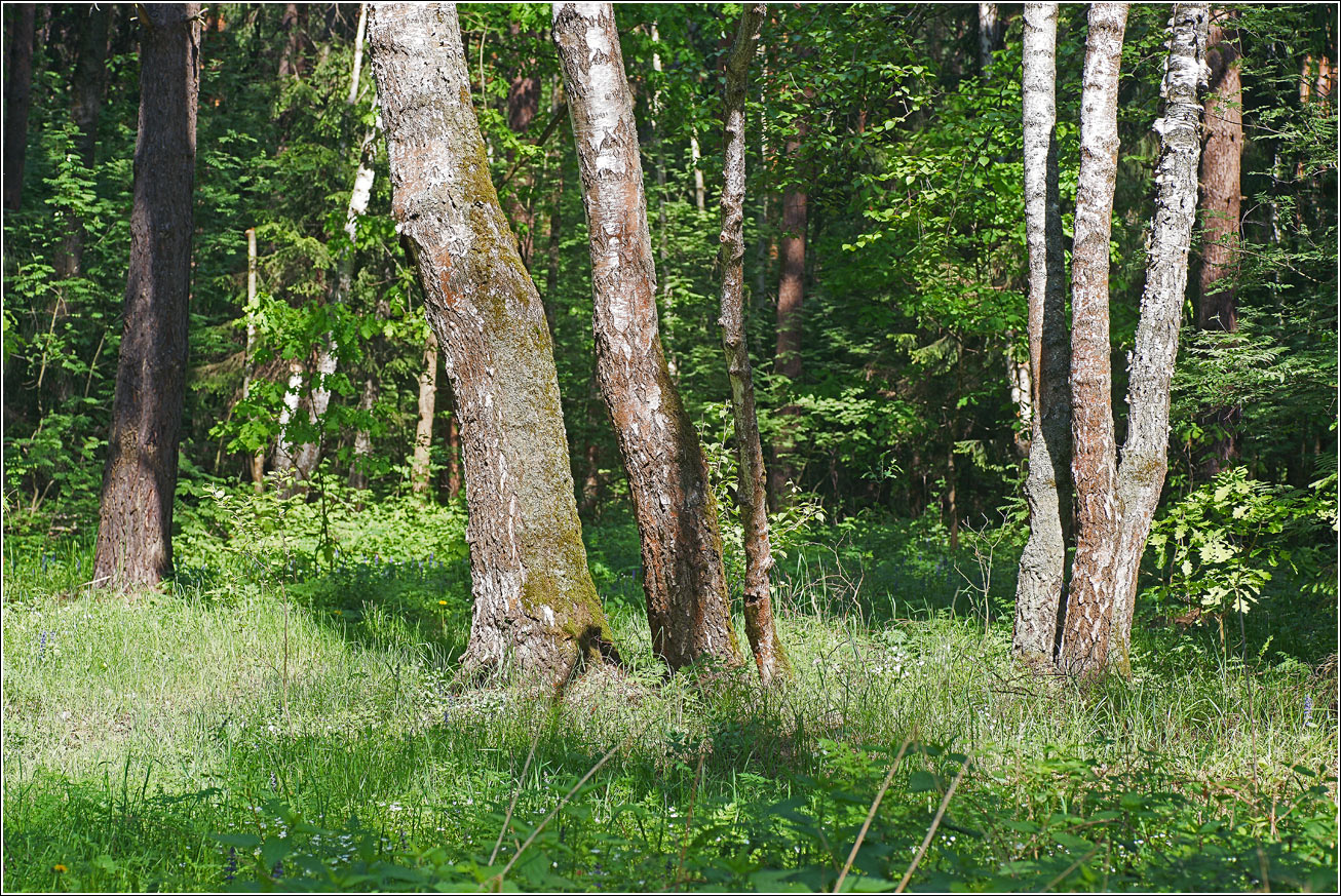 Окрестности Хрипани, image of landscape/habitat.