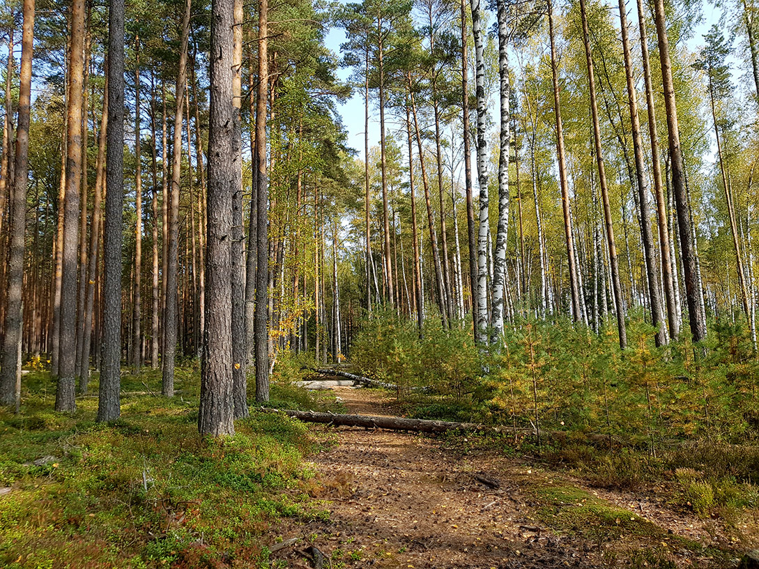 Бурцево, image of landscape/habitat.