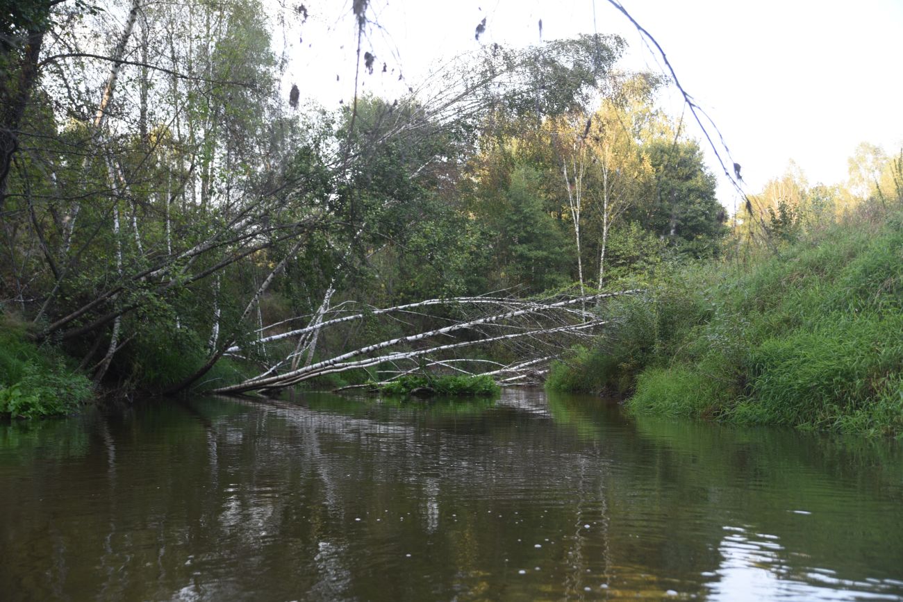 Устья ручья Дубровня, image of landscape/habitat.