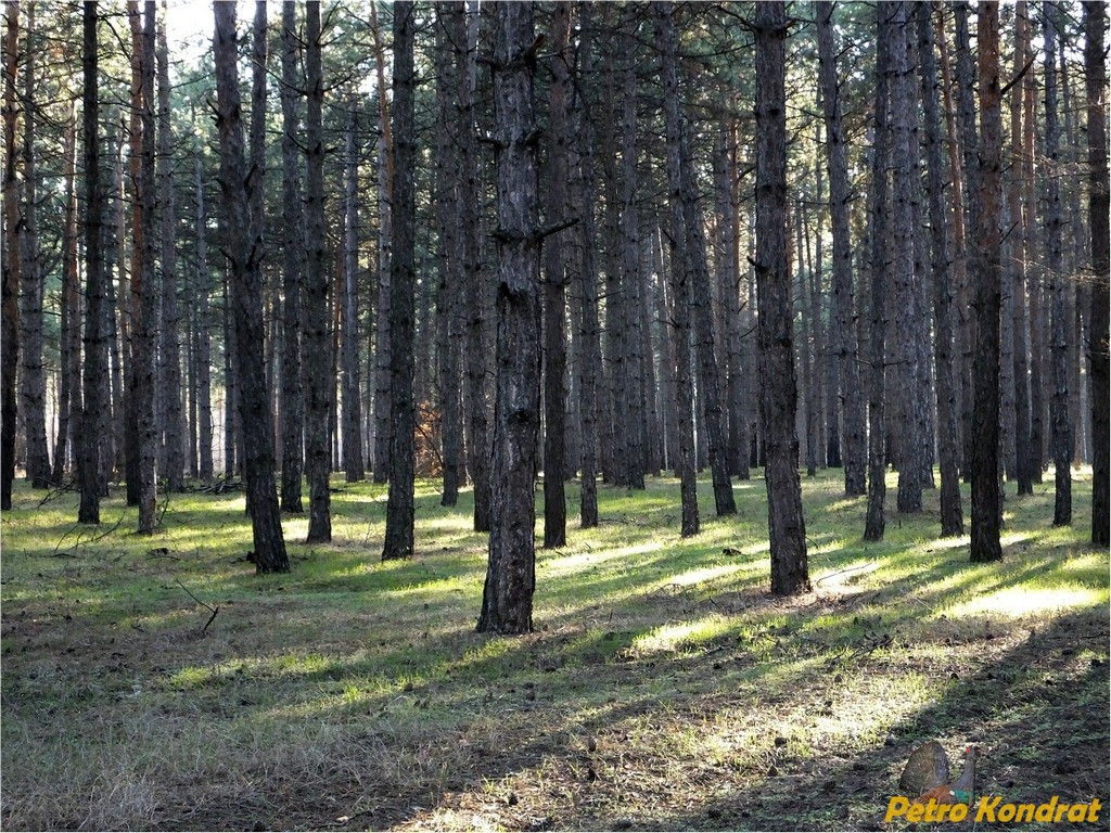Харчатовский лес, изображение ландшафта.