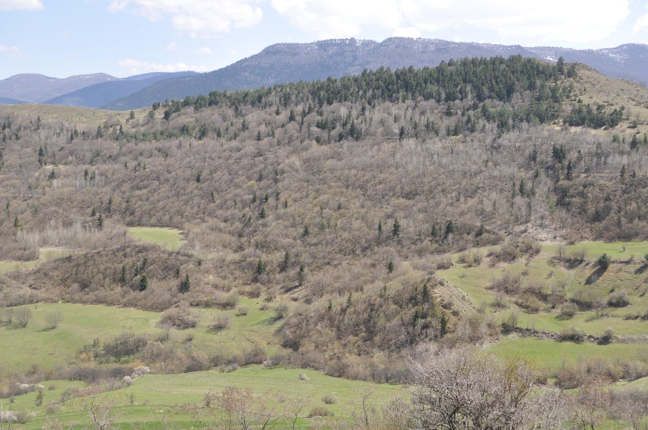 Окрестности села Цкордза, image of landscape/habitat.