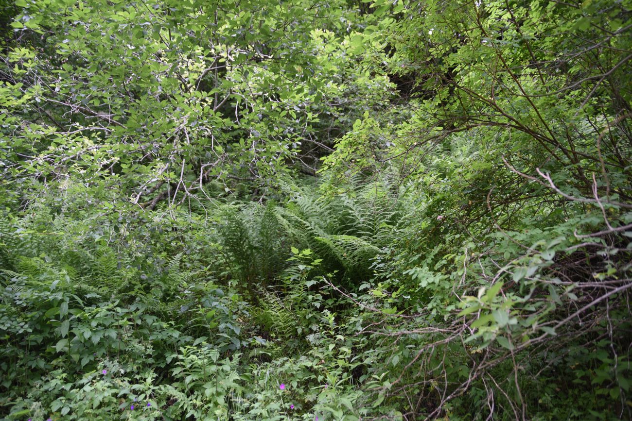 Урочище Кязи и окрестности, image of landscape/habitat.