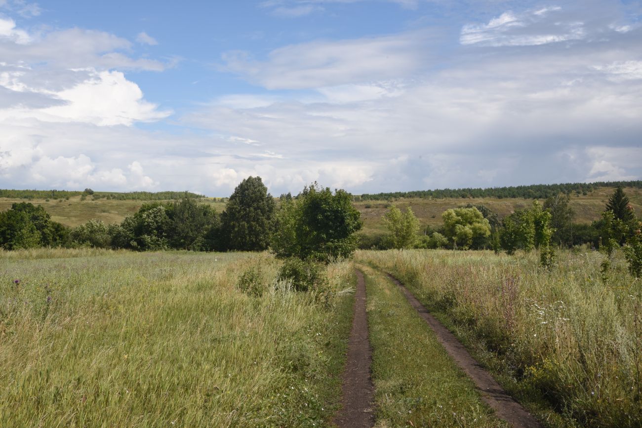 Окрестности села Хитрово, image of landscape/habitat.