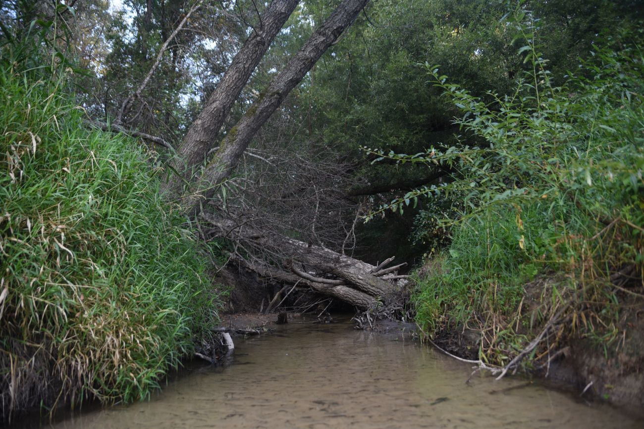 Устья ручья Дубровня, image of landscape/habitat.