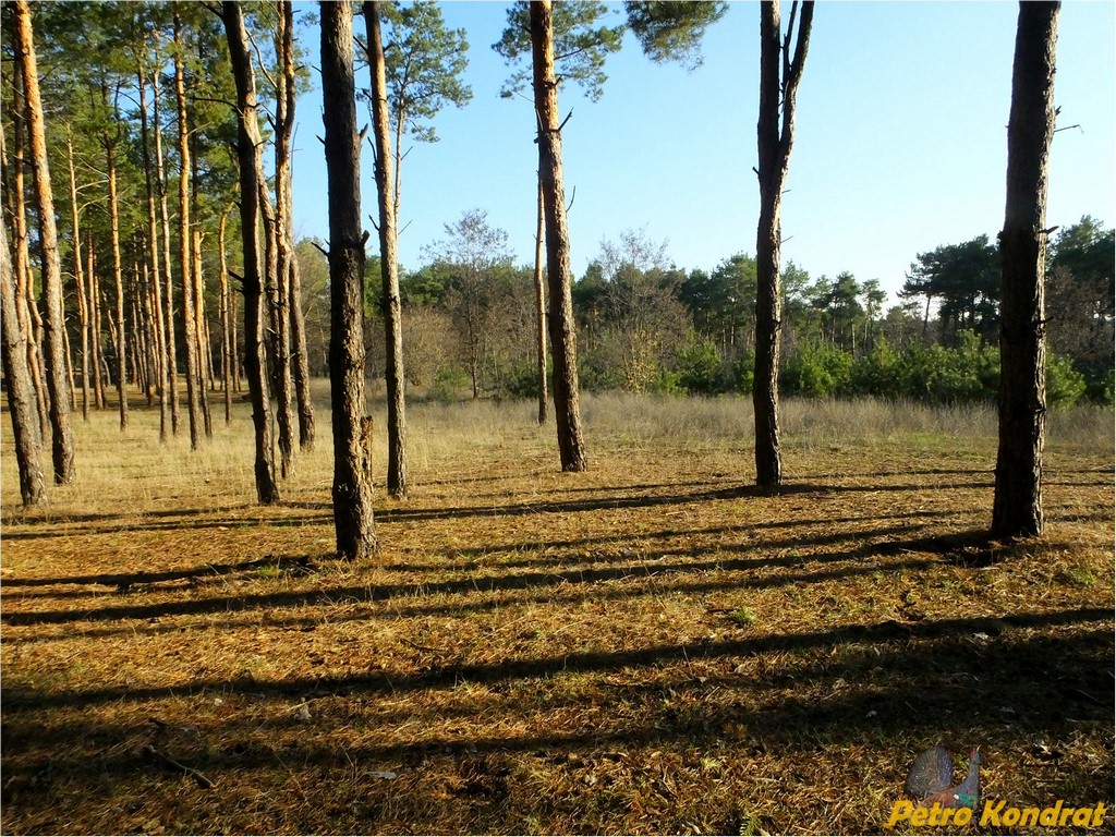 Харчатовский лес, image of landscape/habitat.