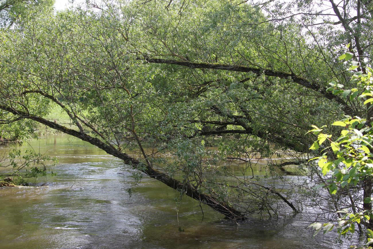 Окрестности деревни Сатино, image of landscape/habitat.