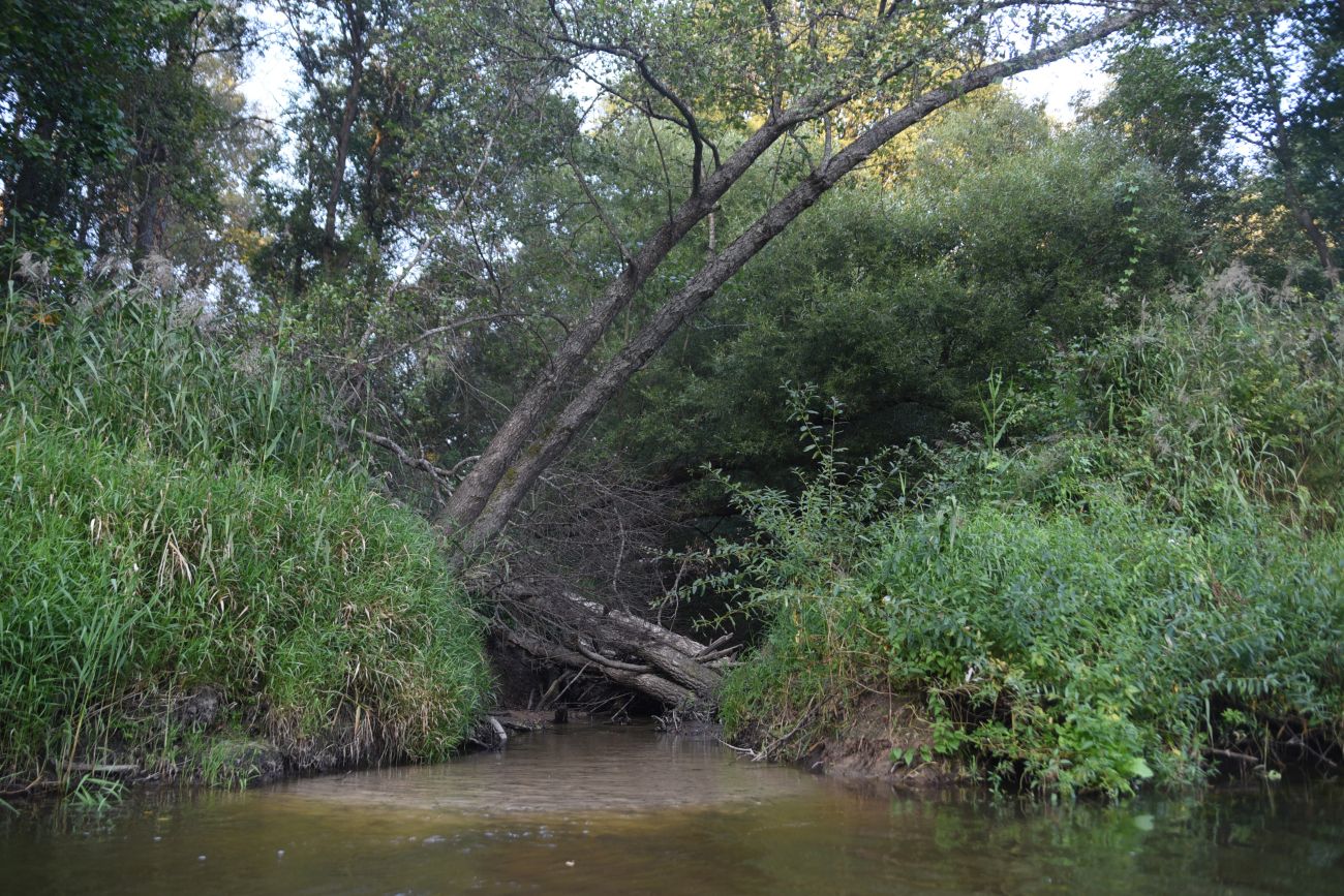 Устья ручья Дубровня, image of landscape/habitat.