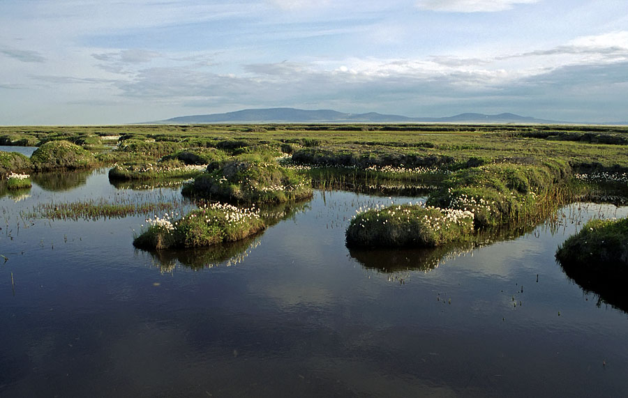 Айопечан, image of landscape/habitat.