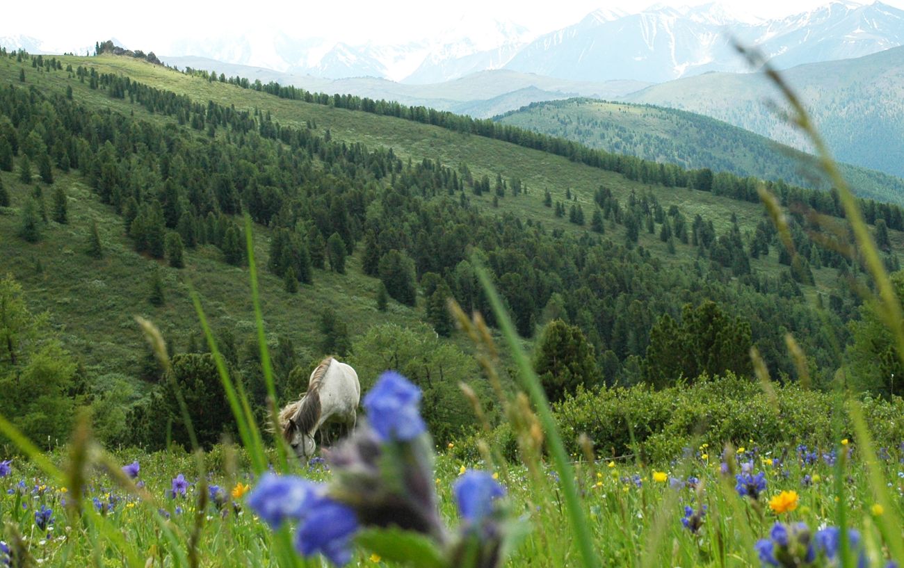 Водораздел р. Аккем и р. Аргут, image of landscape/habitat.