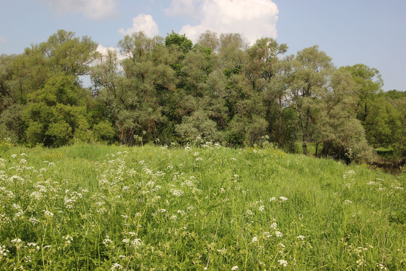 Окрестности деревни Сатино, image of landscape/habitat.