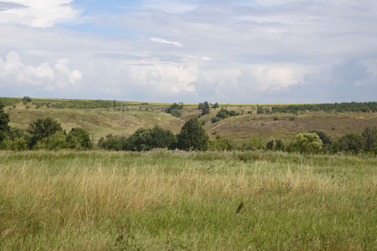 Окрестности села Хитрово, image of landscape/habitat.