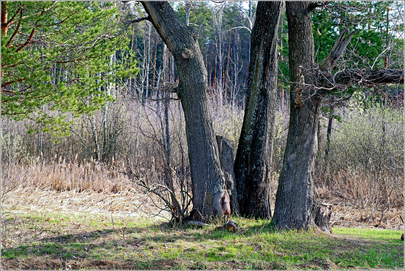 Окрестности Хрипани, image of landscape/habitat.