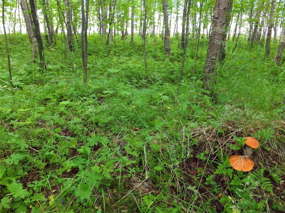 Окрестности посёлка Росляково, image of landscape/habitat.