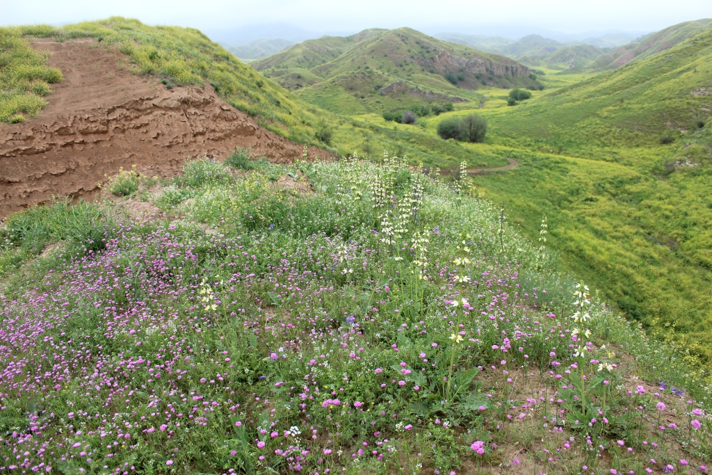 Алтыдагдан, image of landscape/habitat.