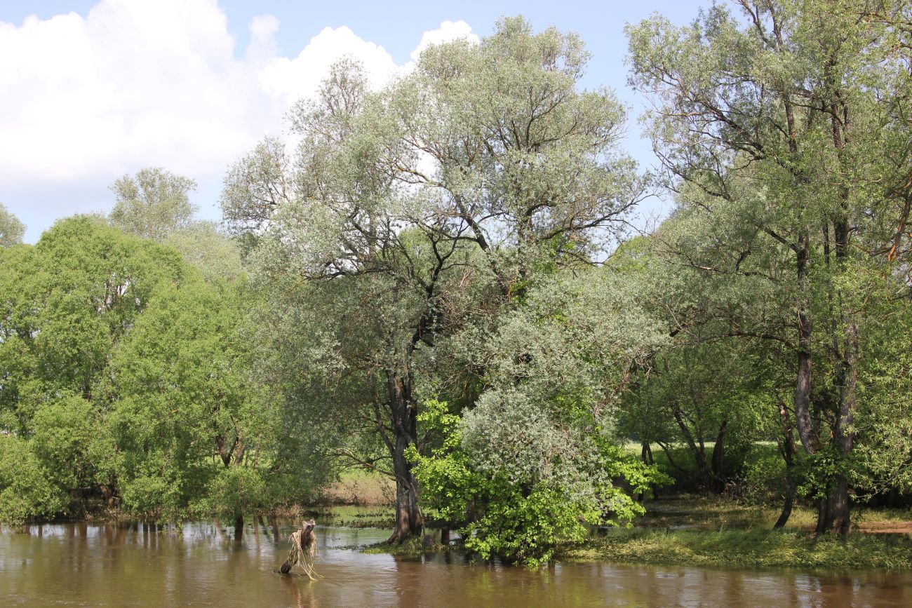 Окрестности деревни Сатино, image of landscape/habitat.