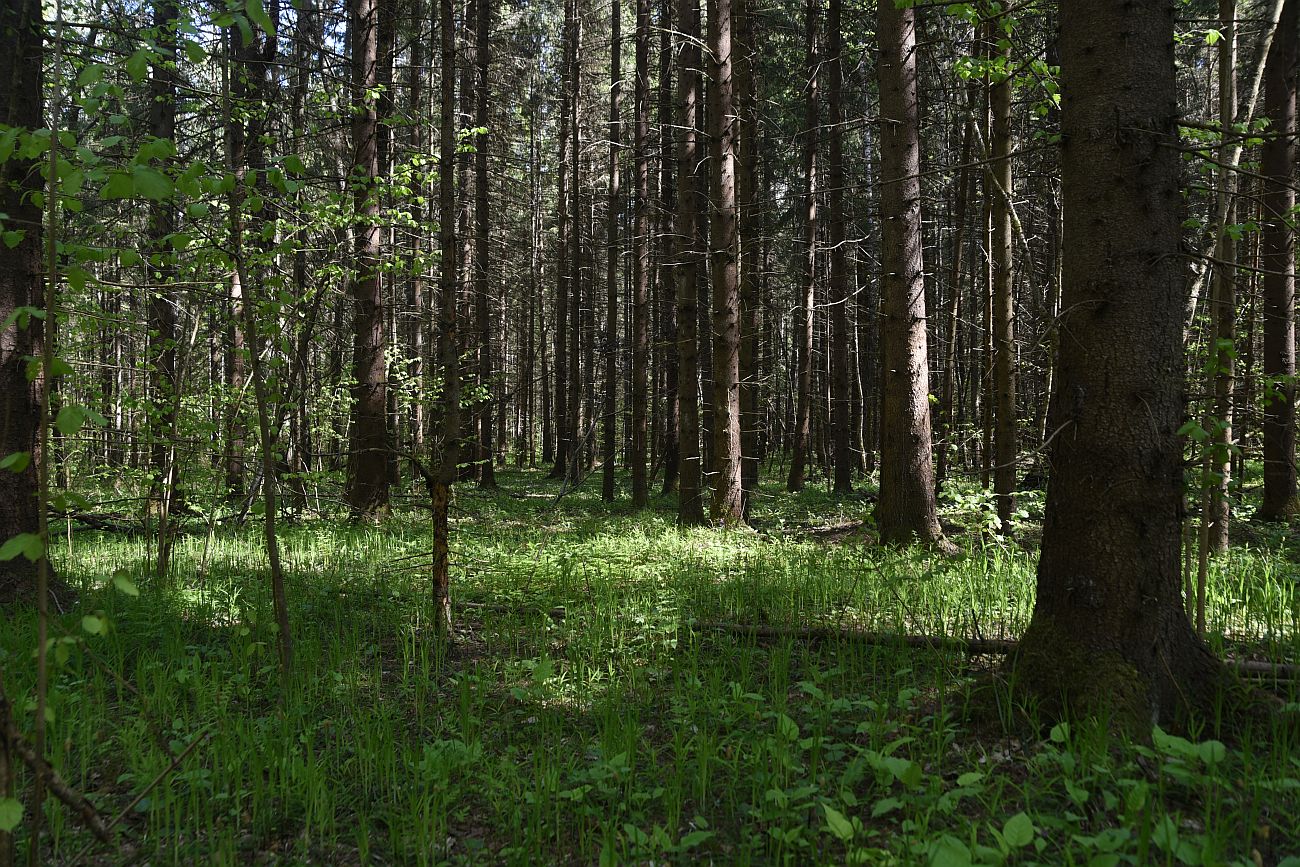 Лес близ Чёлоховского ручья, image of landscape/habitat.