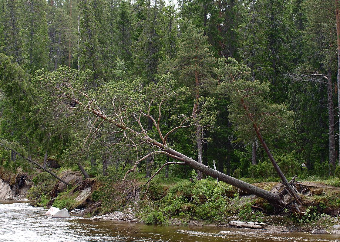 Колвица, image of landscape/habitat.