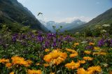 Ущелье Домбай-Ульген, image of landscape/habitat.