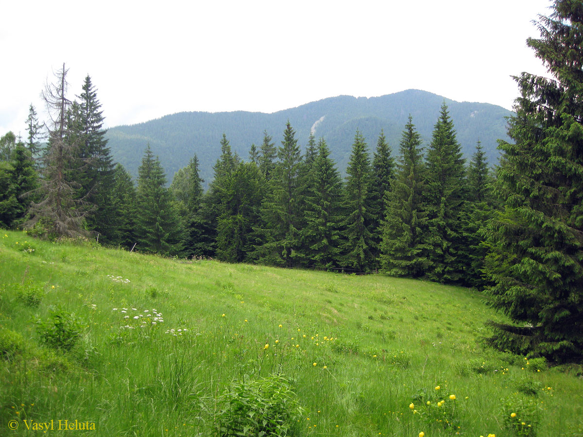 Заповедник "Горганы", Максимец, image of landscape/habitat.