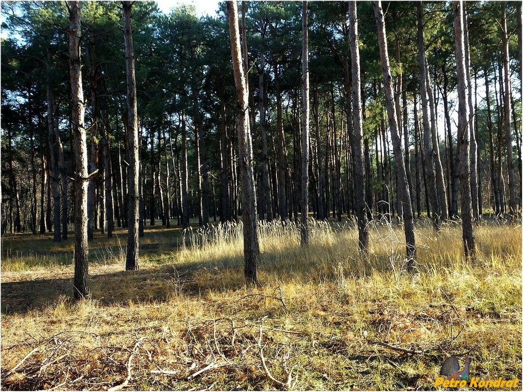 Харчатовский лес, изображение ландшафта.