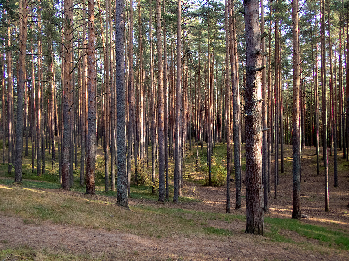 Дубна, image of landscape/habitat.