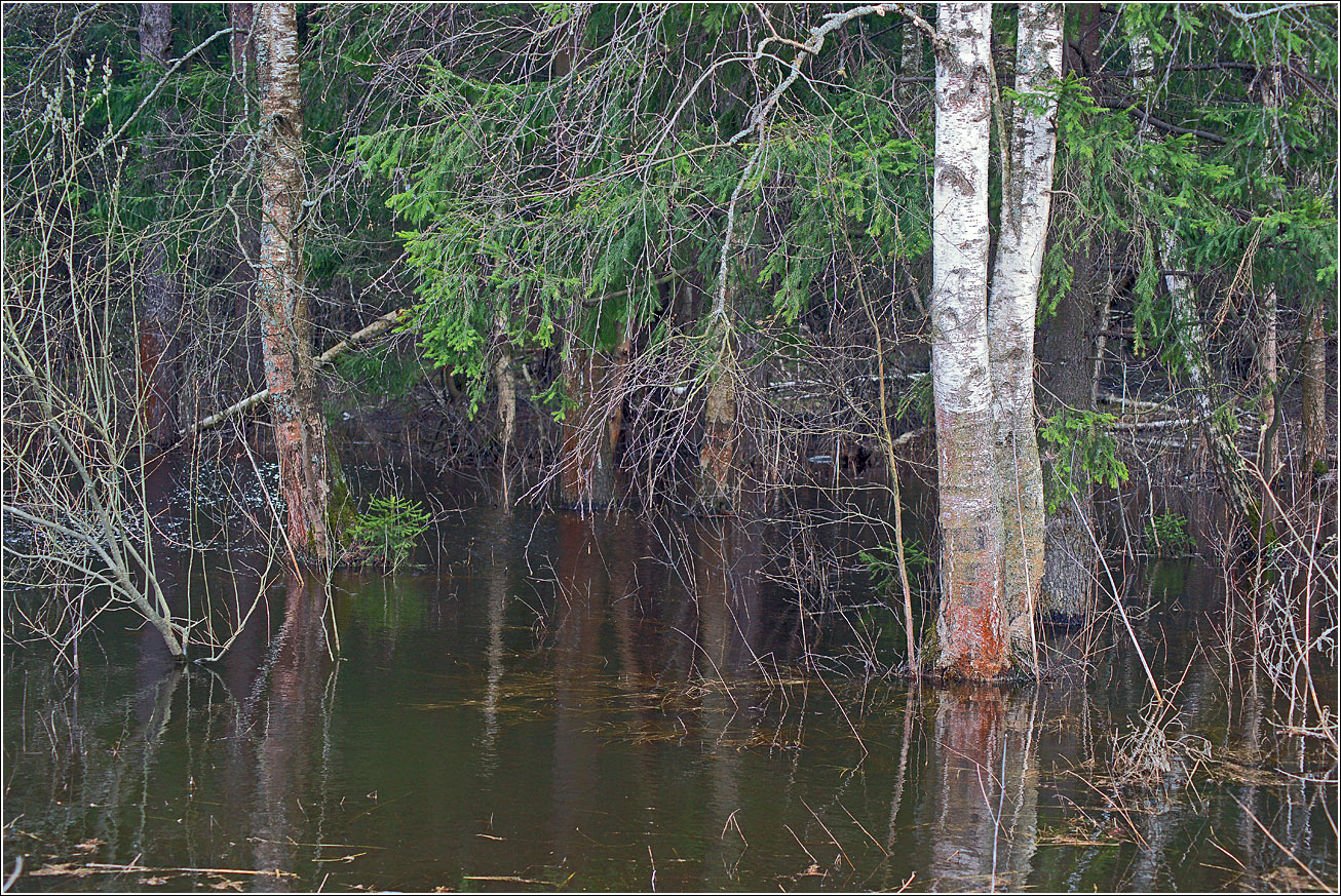 Окрестности Хрипани, image of landscape/habitat.