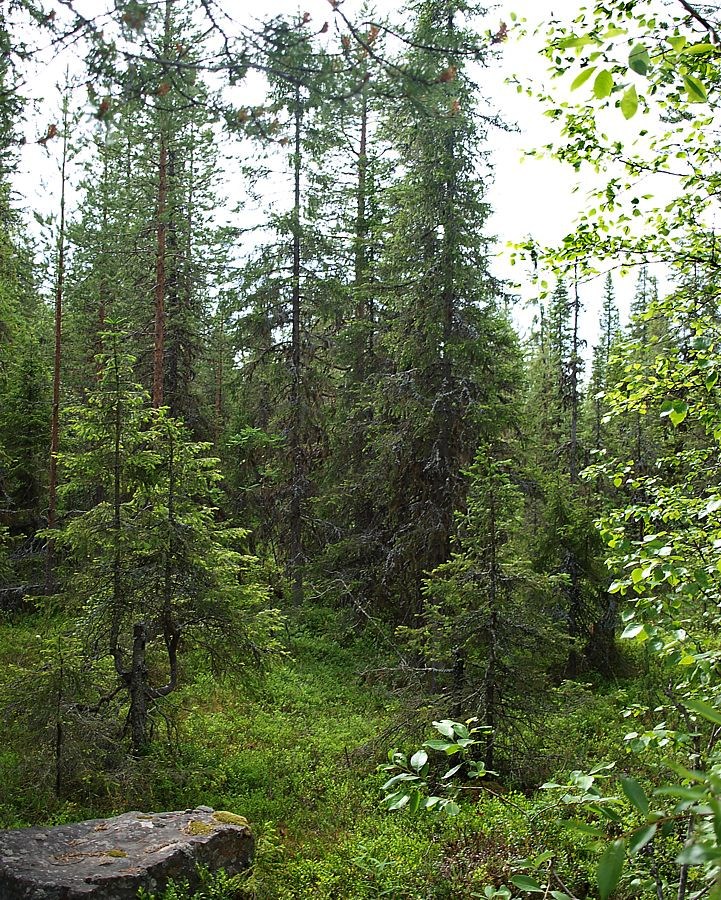 Колвица, image of landscape/habitat.