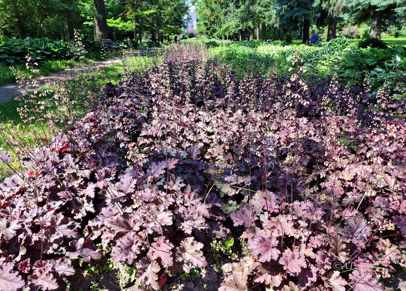 Ботсад Витебского университета, image of landscape/habitat.