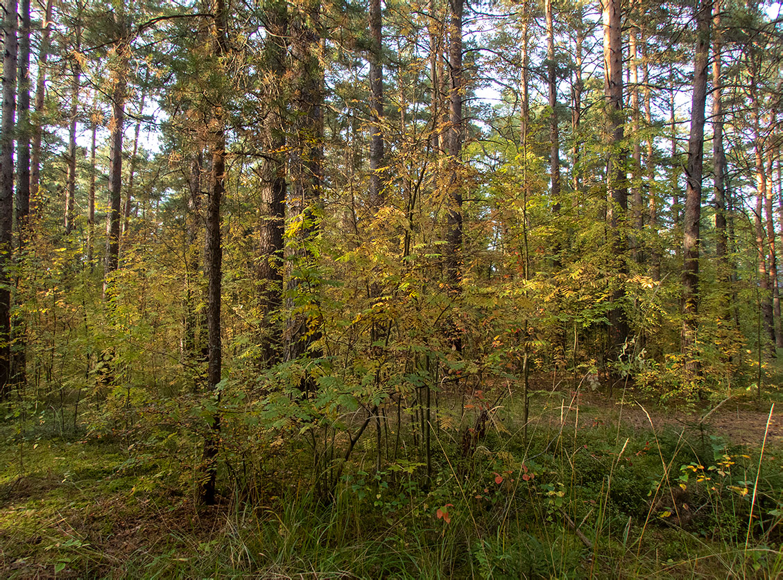 Дубна, image of landscape/habitat.