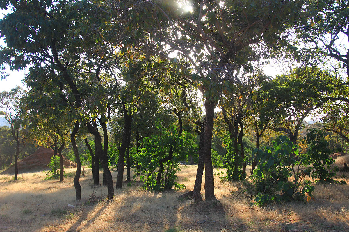 Ябело, image of landscape/habitat.