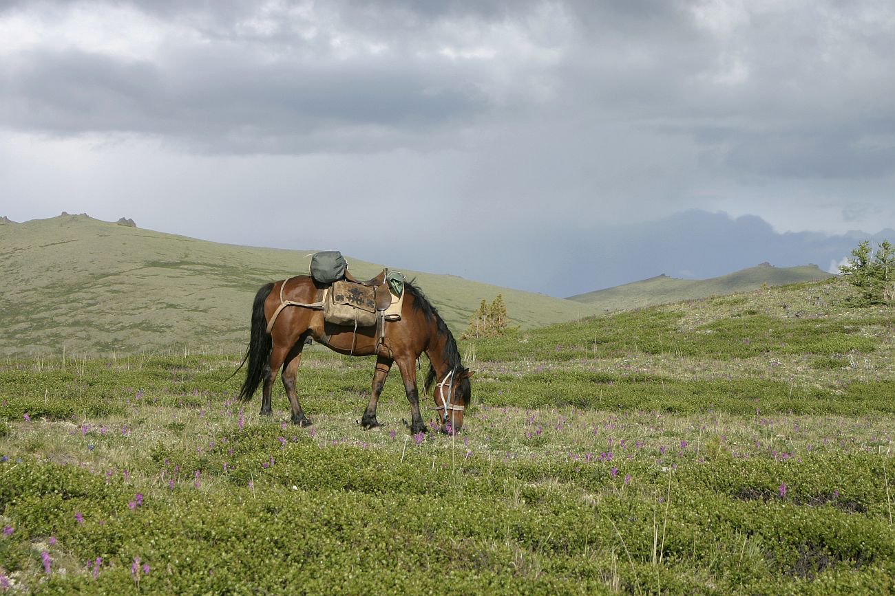 Водораздел р. Аккем и р. Аргут, image of landscape/habitat.