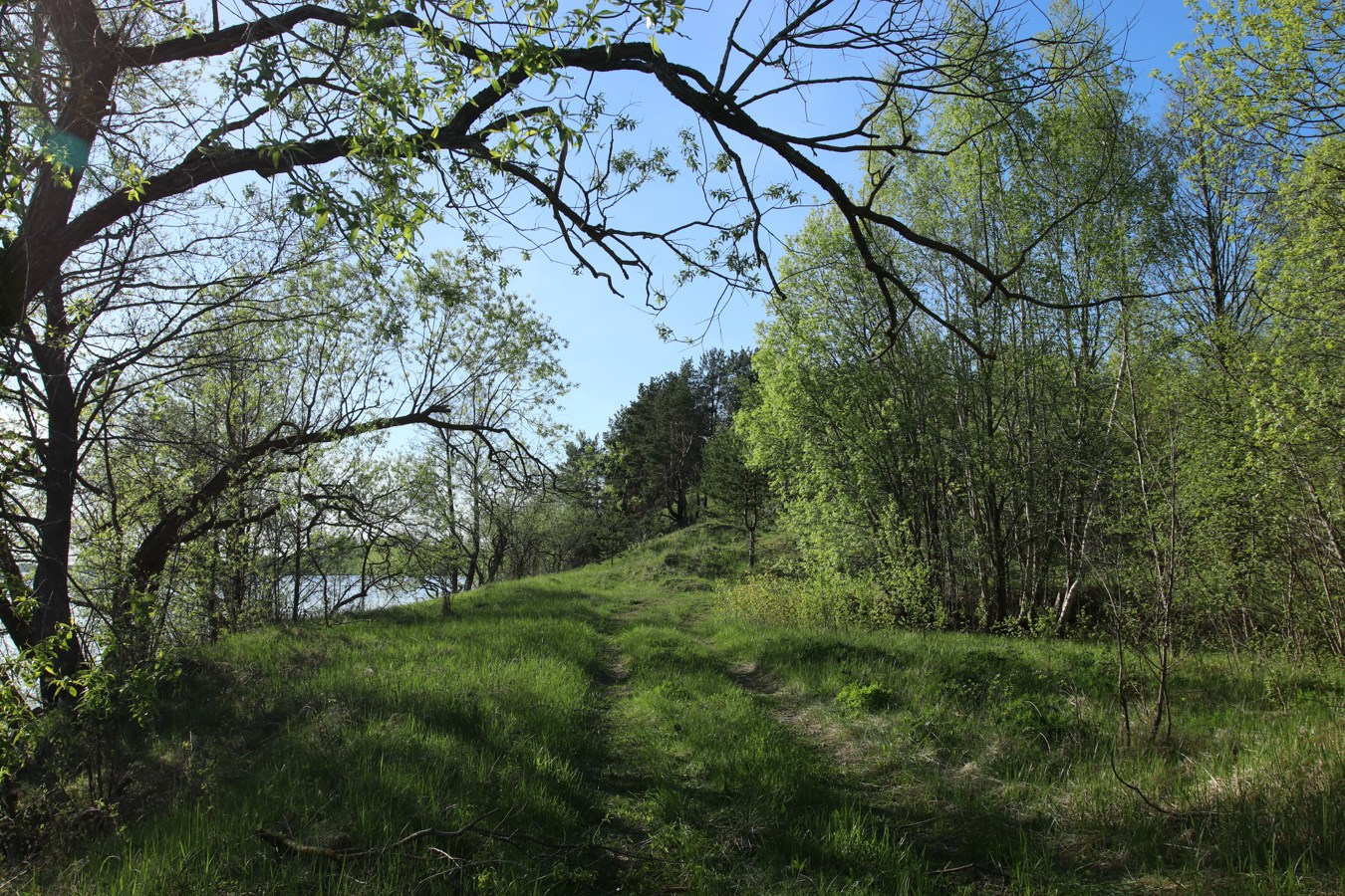 Окрестности Худоярово, image of landscape/habitat.