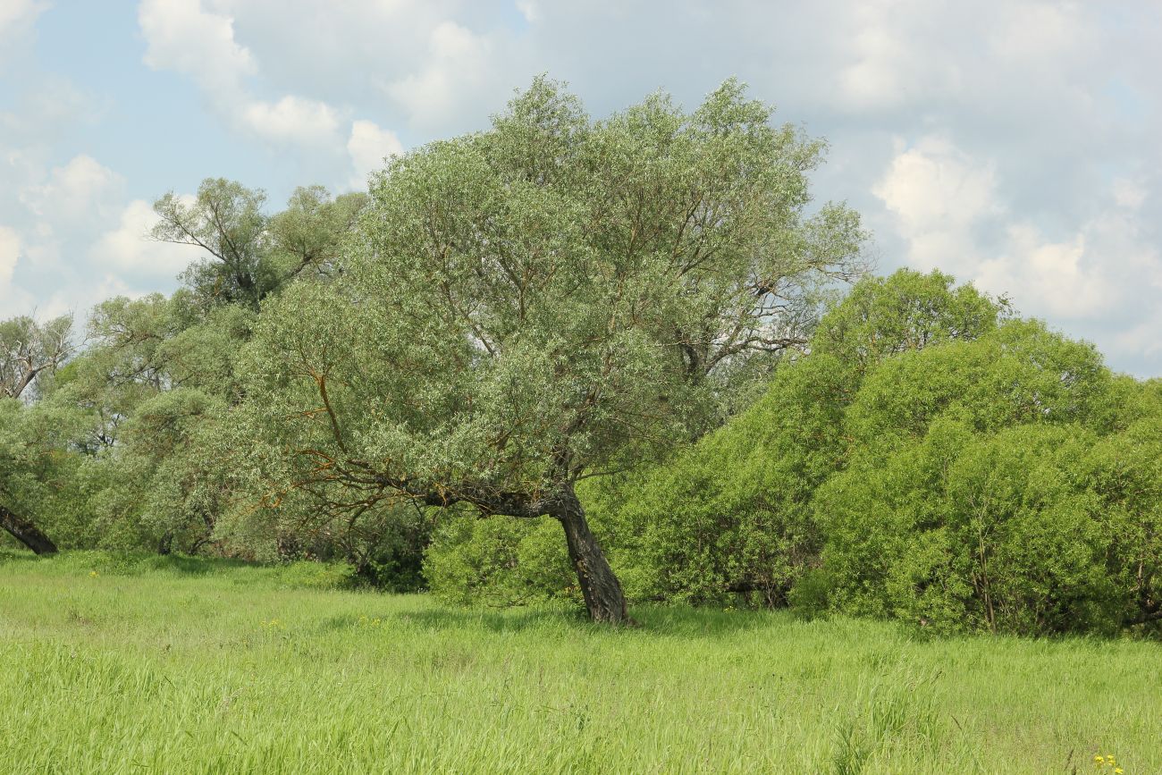 Окрестности деревни Сатино, image of landscape/habitat.