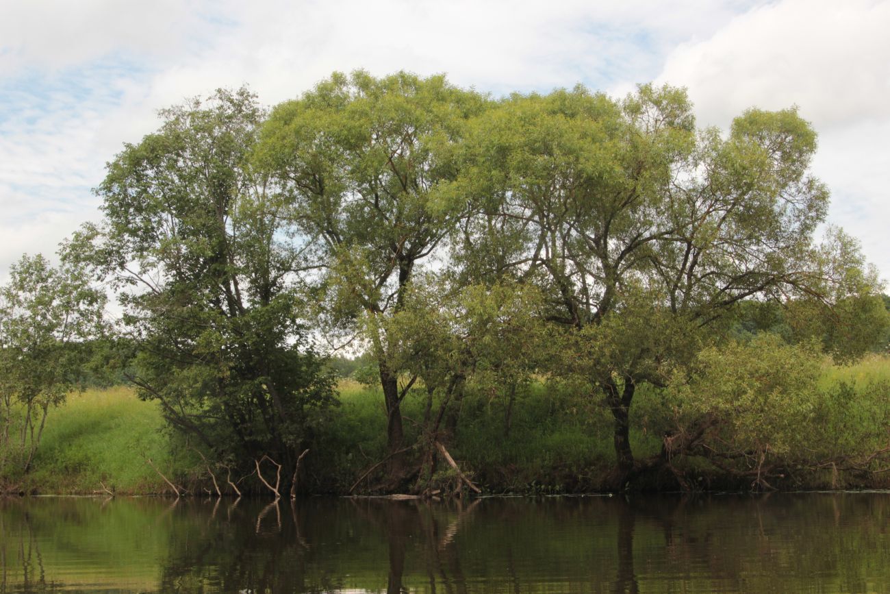 Окрестности деревни Сатино, image of landscape/habitat.