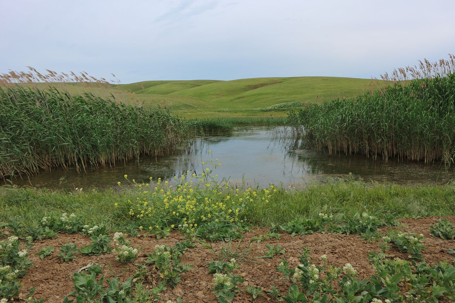 Карабетова сопка, image of landscape/habitat.
