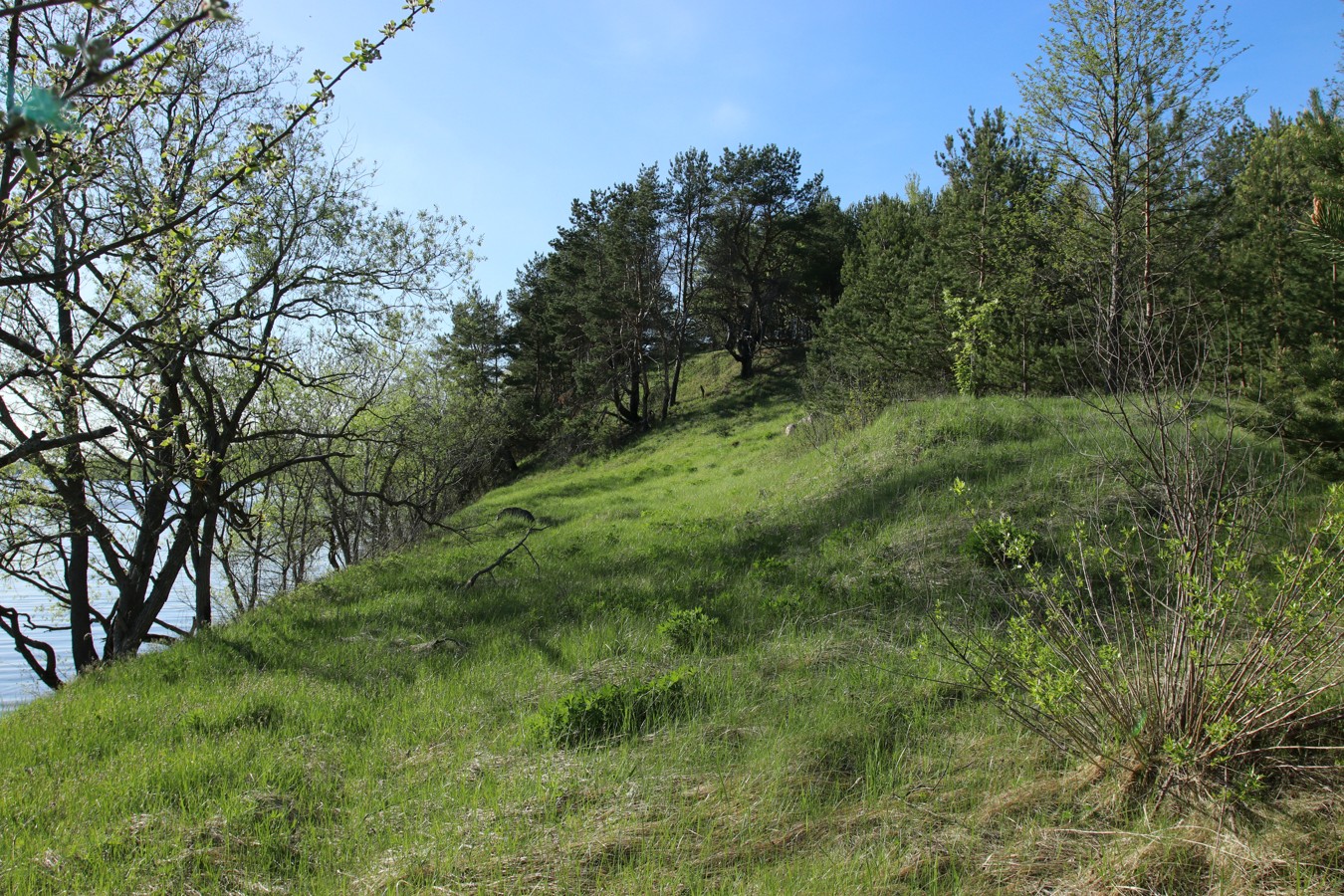 Окрестности Худоярово, image of landscape/habitat.