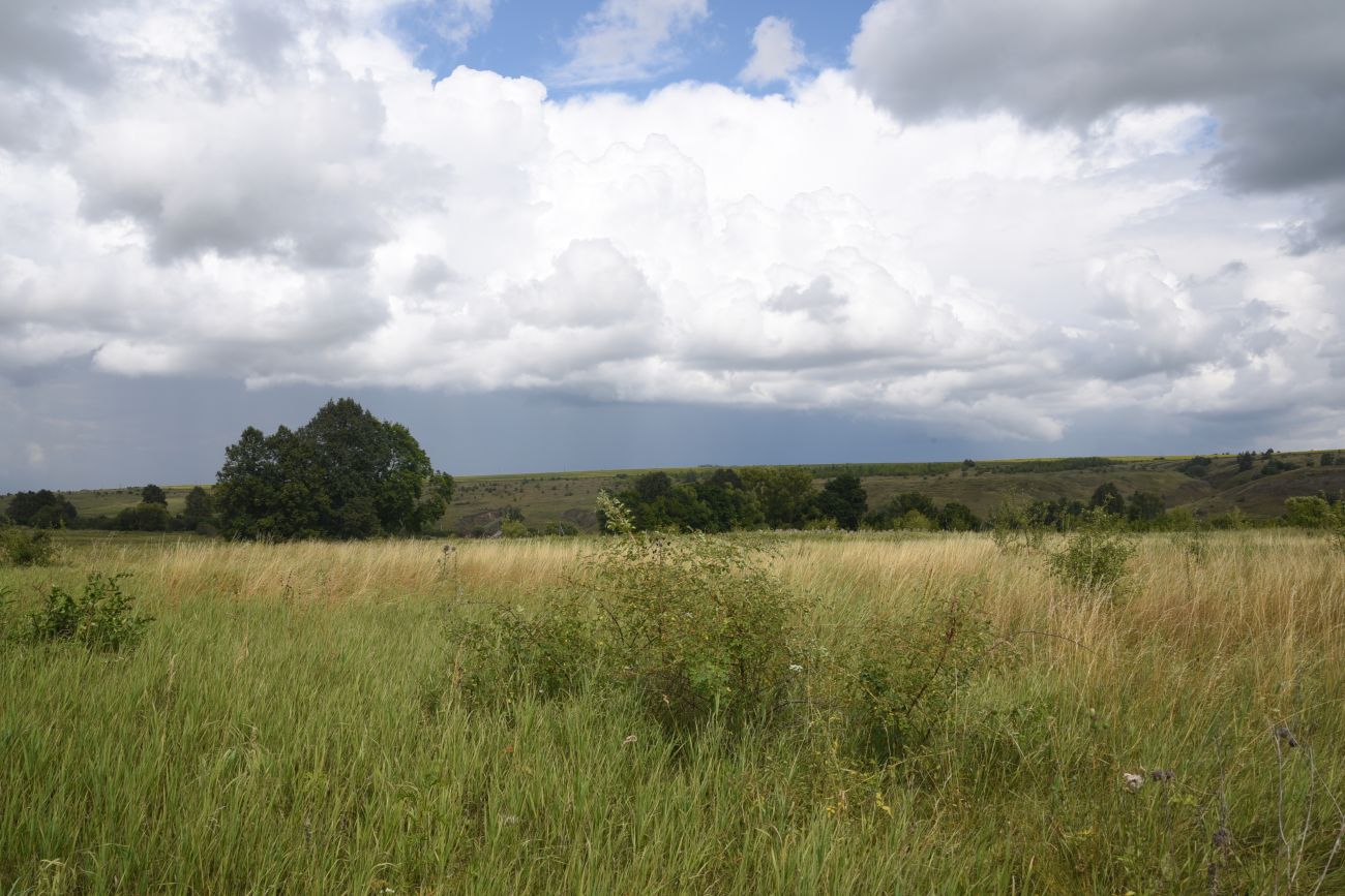 Окрестности села Хитрово, image of landscape/habitat.