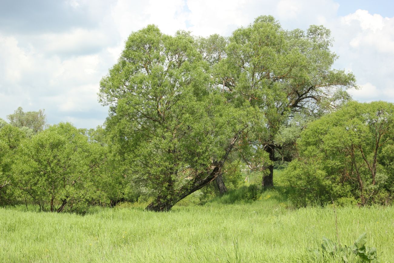 Окрестности деревни Сатино, image of landscape/habitat.