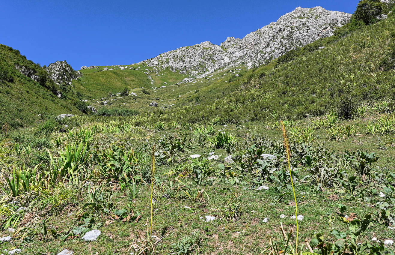 Перевал Кутурма, image of landscape/habitat.